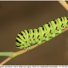 pap machaon larva5 kher